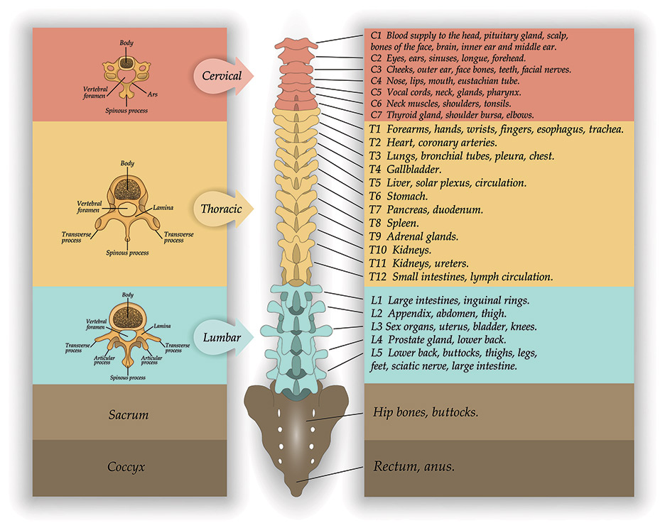 Spine Segments